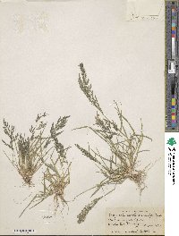 Eragrostis pectinacea image