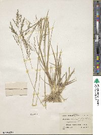 Eragrostis atrovirens image