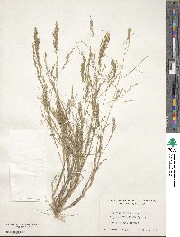 Eragrostis atrovirens image