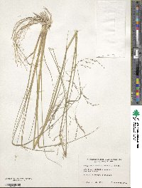 Eragrostis atrovirens image