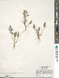 Eragrostis cilianensis image