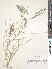 Eragrostis cilianensis image