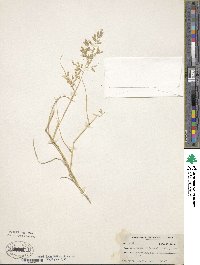 Eragrostis cilianensis image