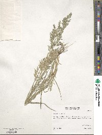 Eragrostis cilianensis image