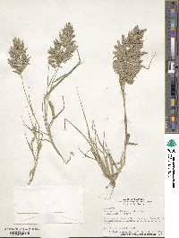 Eragrostis cilianensis image