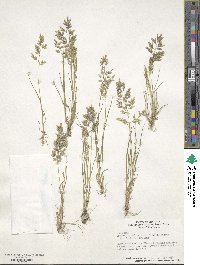 Eragrostis cilianensis image