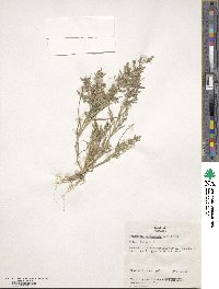 Eragrostis cilianensis image