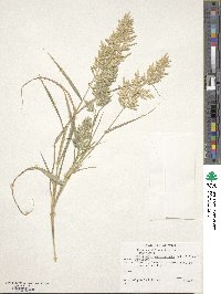 Eragrostis cilianensis image