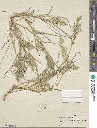 Eragrostis cilianensis image