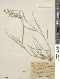 Eragrostis cilianensis image