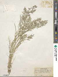 Eragrostis cilianensis image