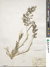 Eragrostis cilianensis image