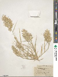 Eragrostis cilianensis image