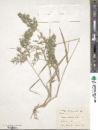 Eragrostis cilianensis image