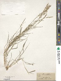 Eragrostis ciliaris image