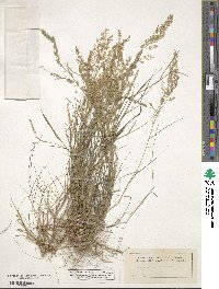 Eragrostis ciliaris image