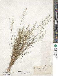 Eragrostis tenella image