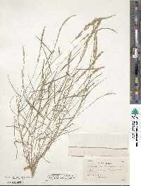 Eragrostis ciliaris image