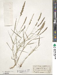 Eragrostis ciliaris image