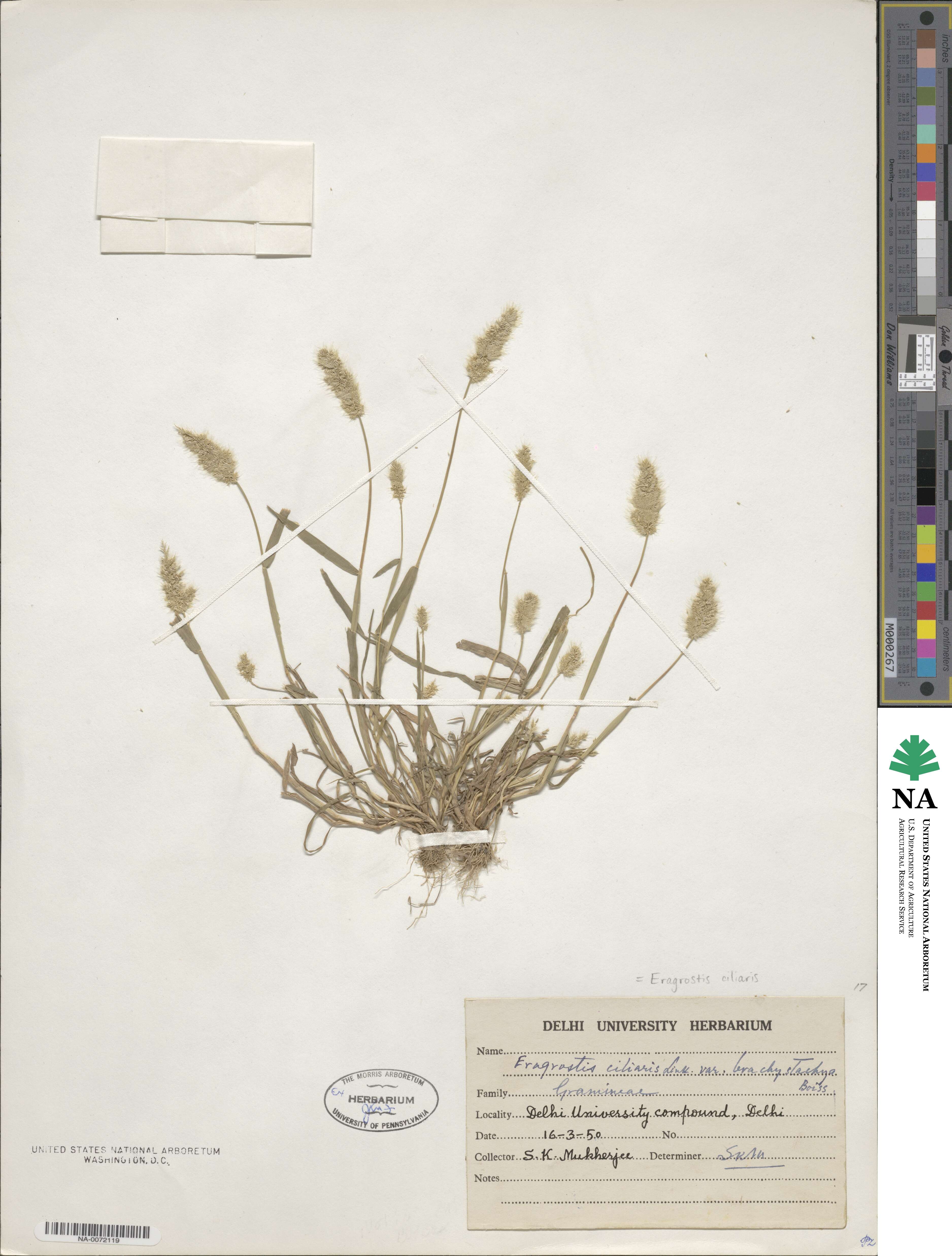Eragrostis ciliaris image