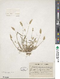 Eragrostis ciliaris image