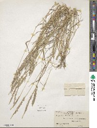 Eragrostis ciliaris image