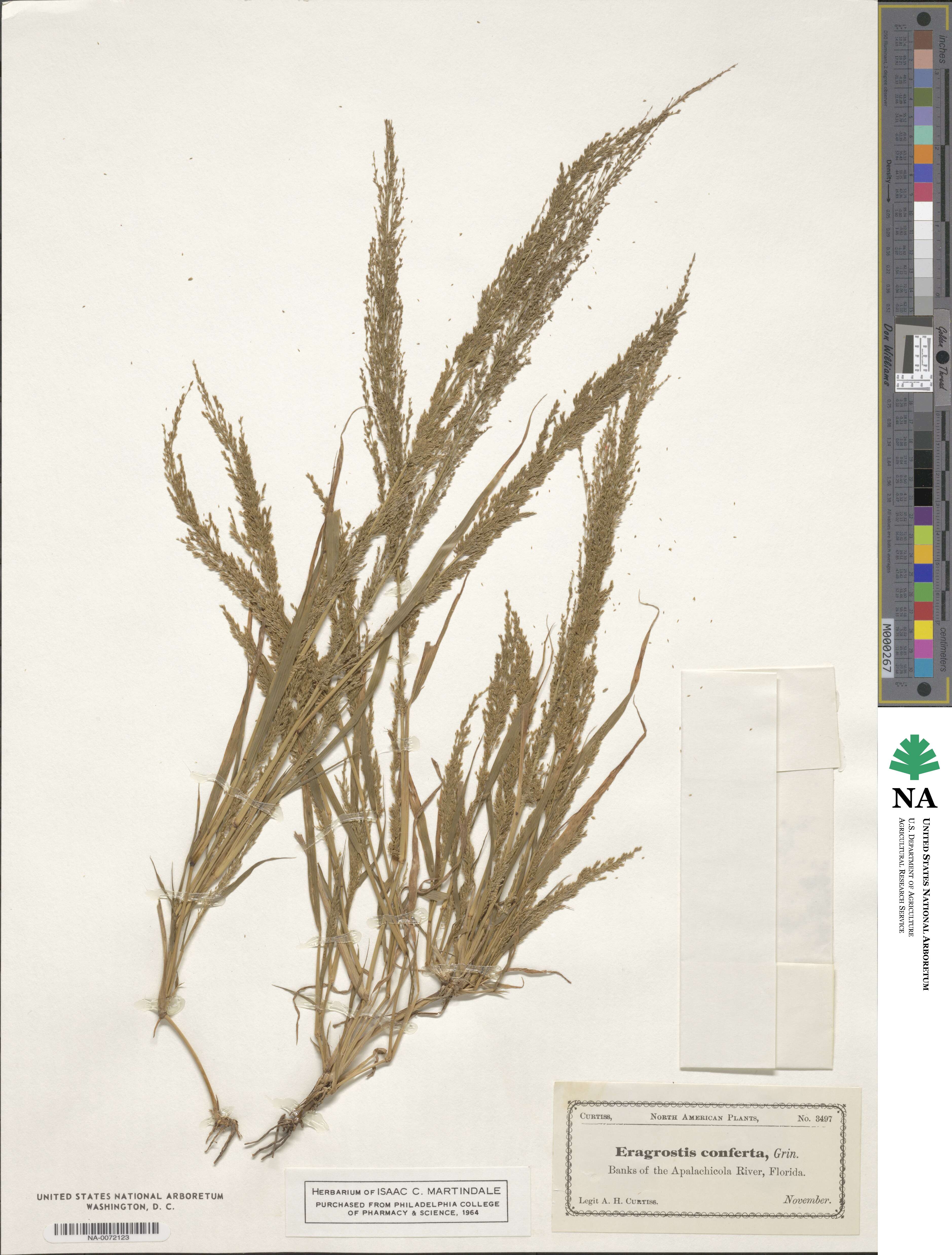 Eragrostis japonica image