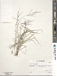 Eragrostis curtipedicellata image