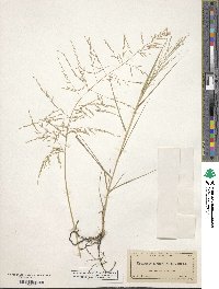 Eragrostis curtipedicellata image