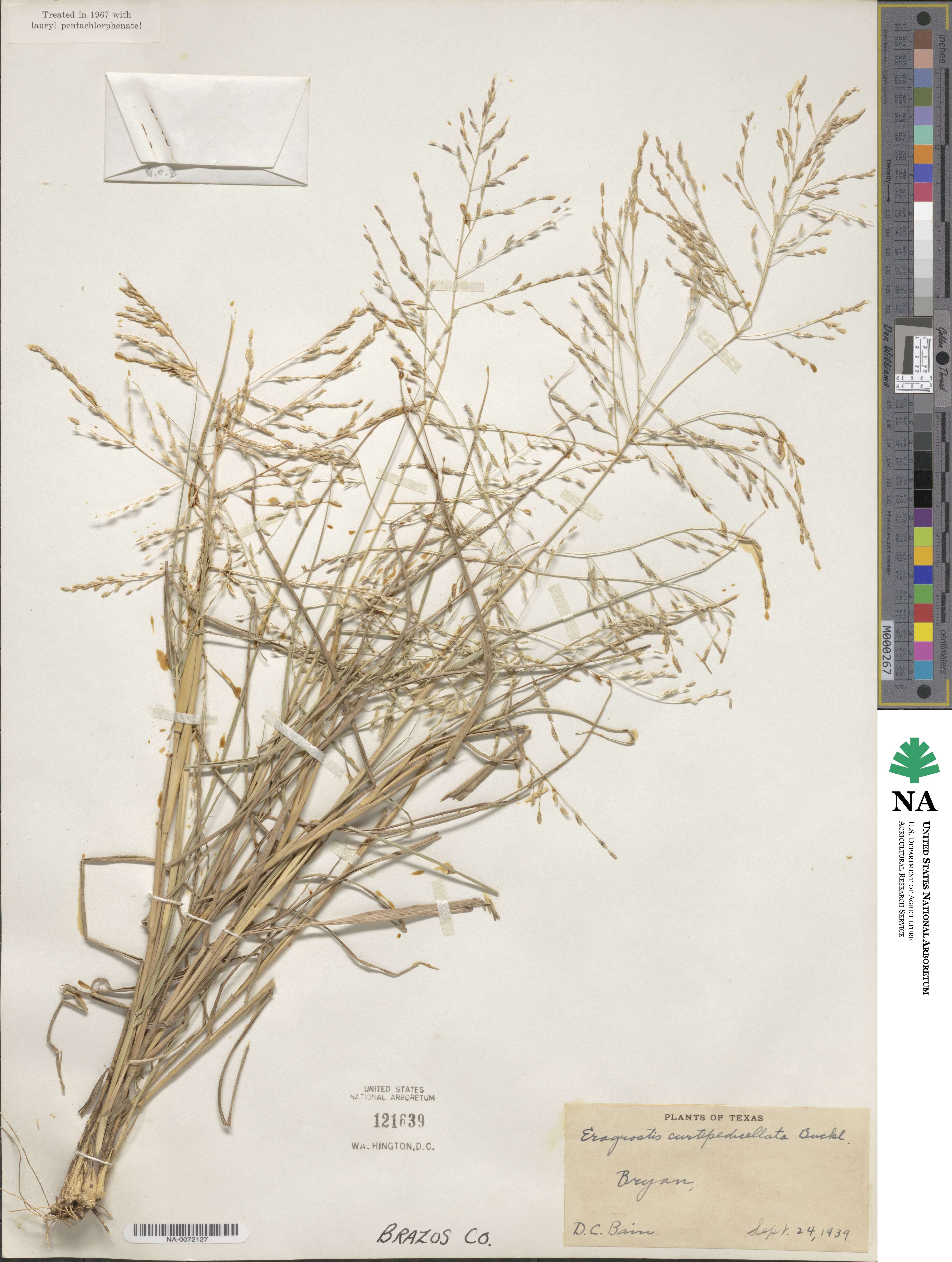 Eragrostis curtipedicellata image