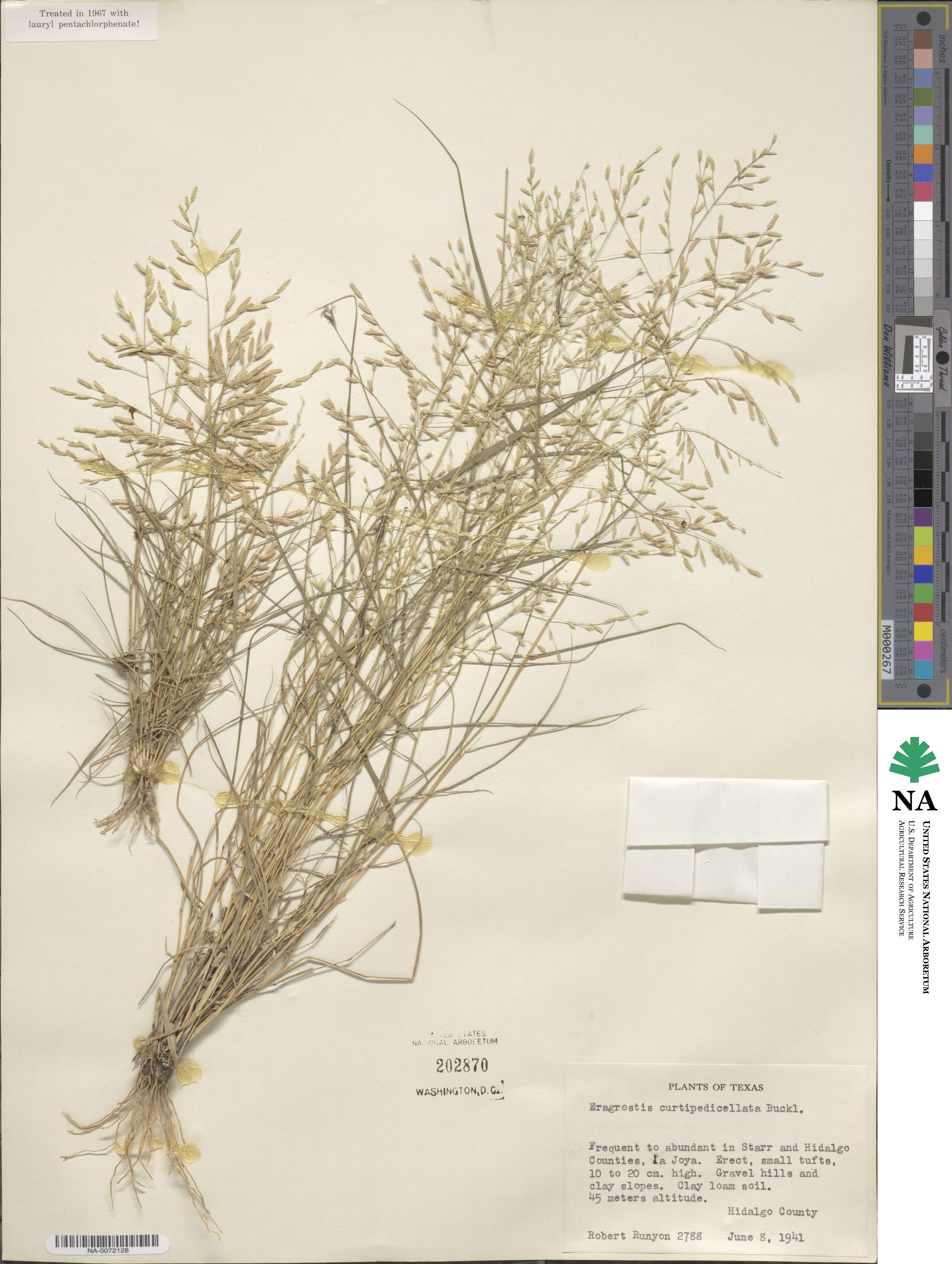 Eragrostis curtipedicellata image