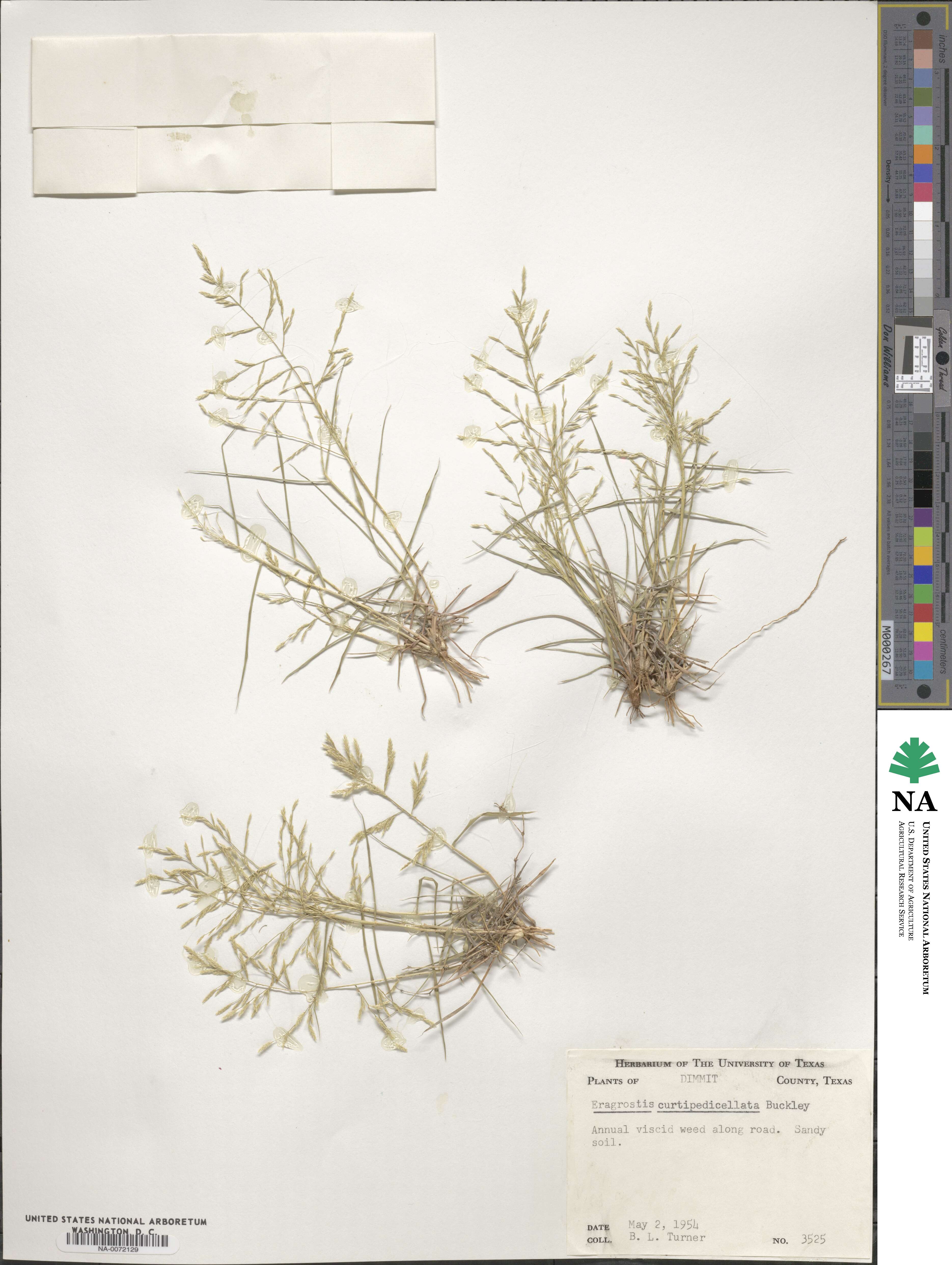 Eragrostis curtipedicellata image