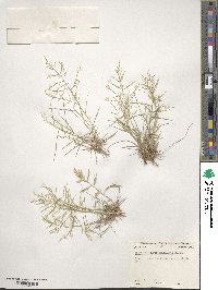 Eragrostis curtipedicellata image