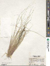 Eragrostis curvula image