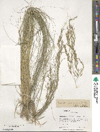 Eragrostis curvula image