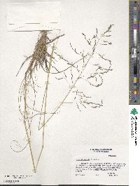 Eragrostis curvula image