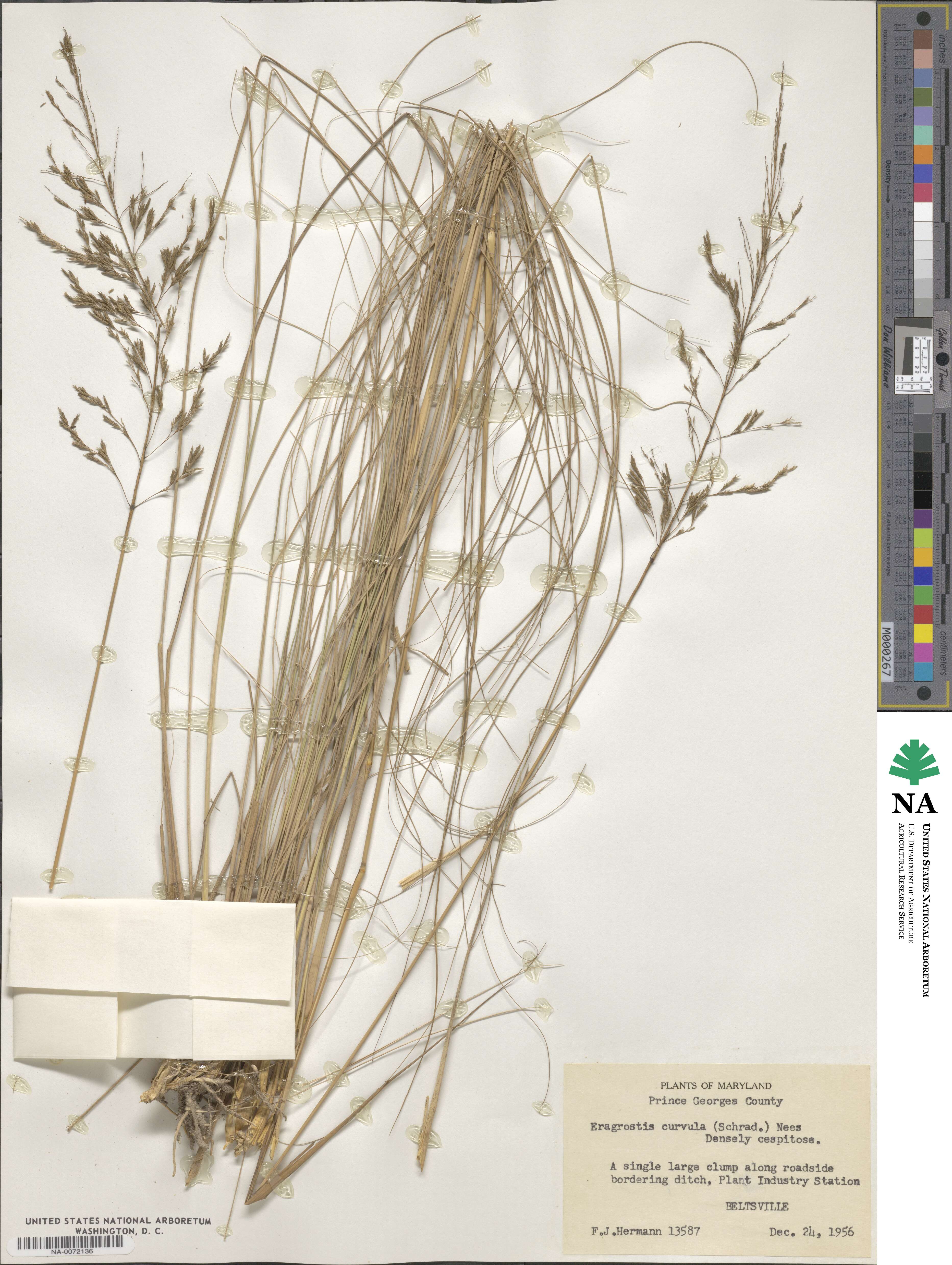 Eragrostis curvula image