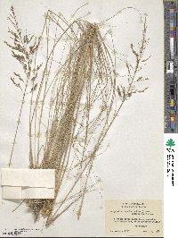 Eragrostis curvula image