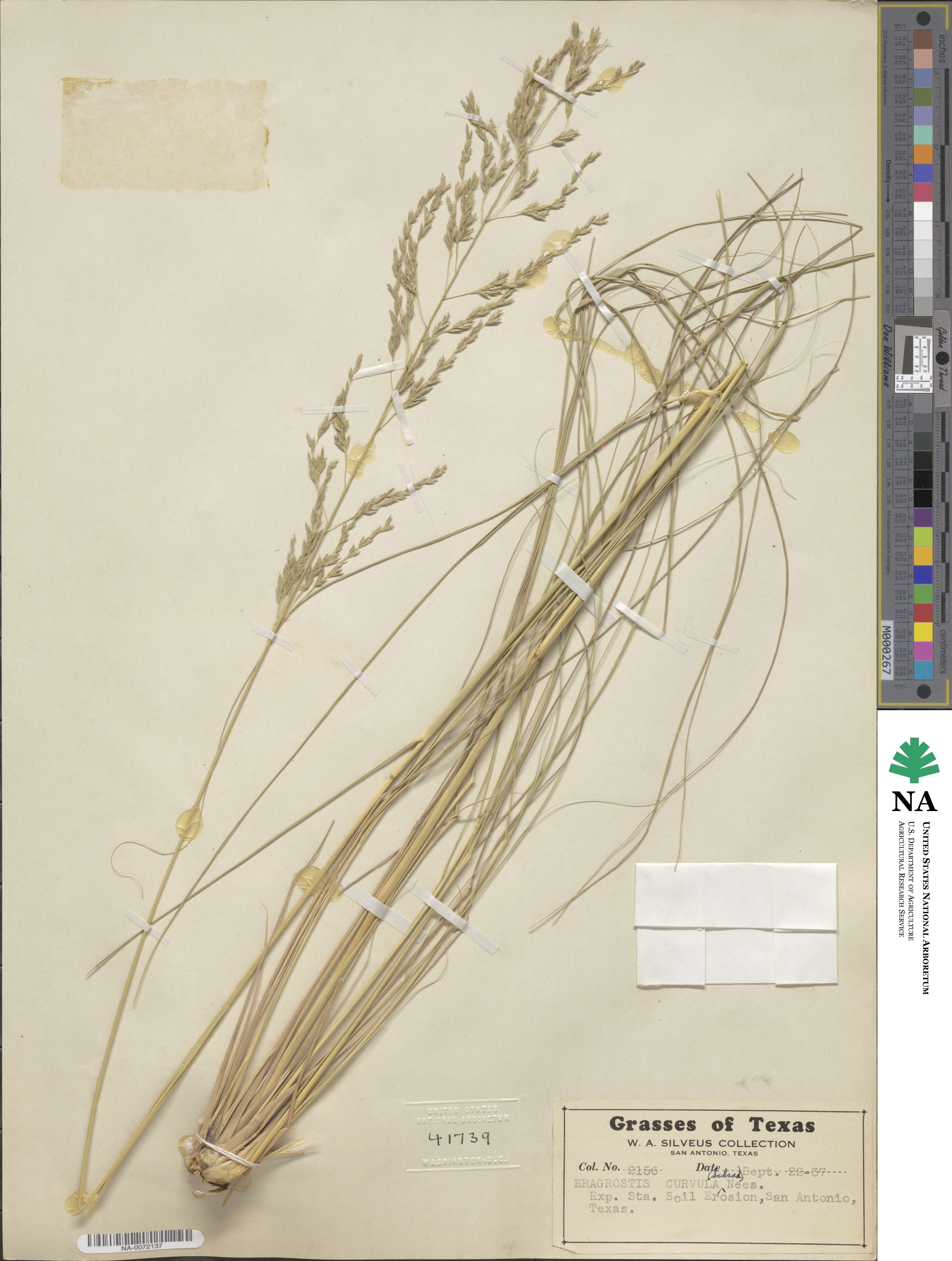 Eragrostis curvula image