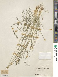 Eragrostis curvula image