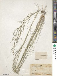 Eragrostis curvula image