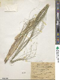 Eragrostis curvula image