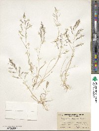 Eragrostis pectinacea image