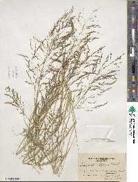 Eragrostis pectinacea image