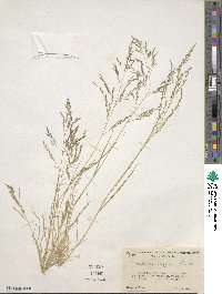 Eragrostis pectinacea image