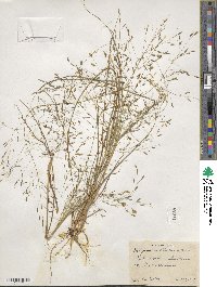 Eragrostis elliottii image