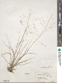 Eragrostis elliottii image