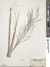 Eragrostis elliottii image