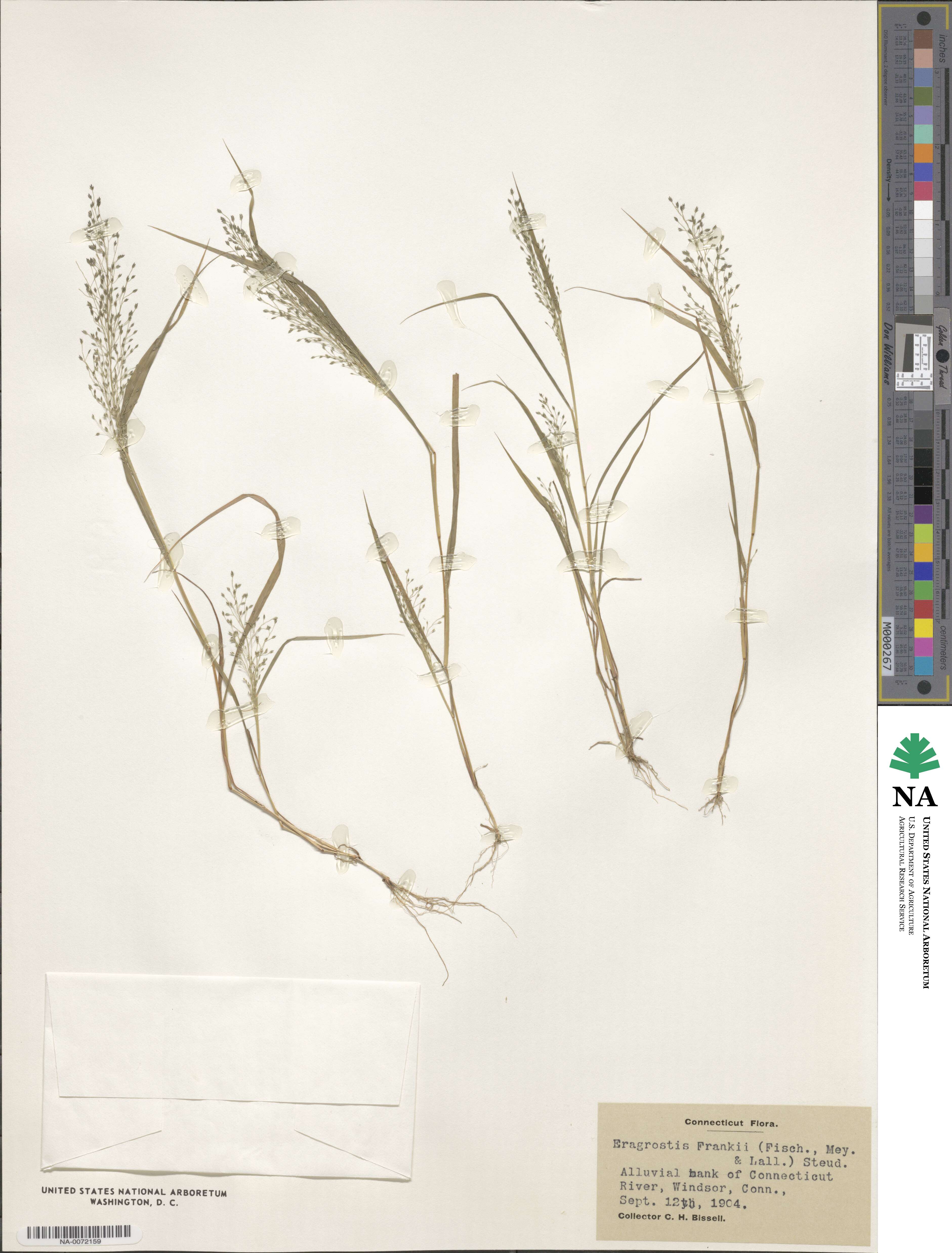 Eragrostis image