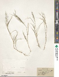 Eragrostis frankii image